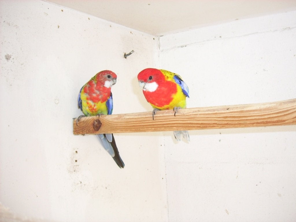 dieren en Toebehoren, Meerdere dieren, Parkiet, Geringd