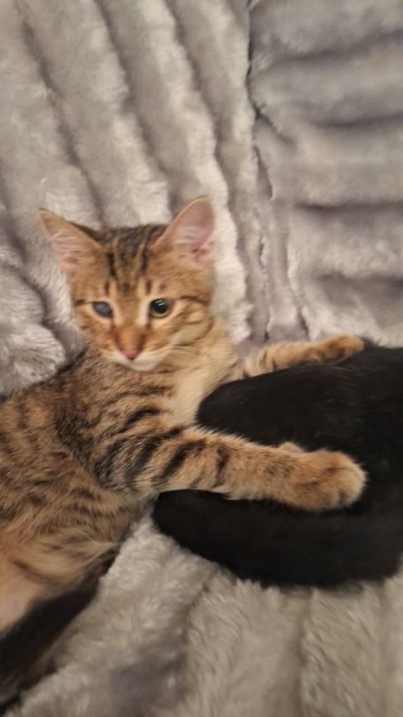 2 zeer lieve leuke kittens m/v ingeent/chip/ontwormd/getest, Kater, Kortharig, 0 tot 2 jaar