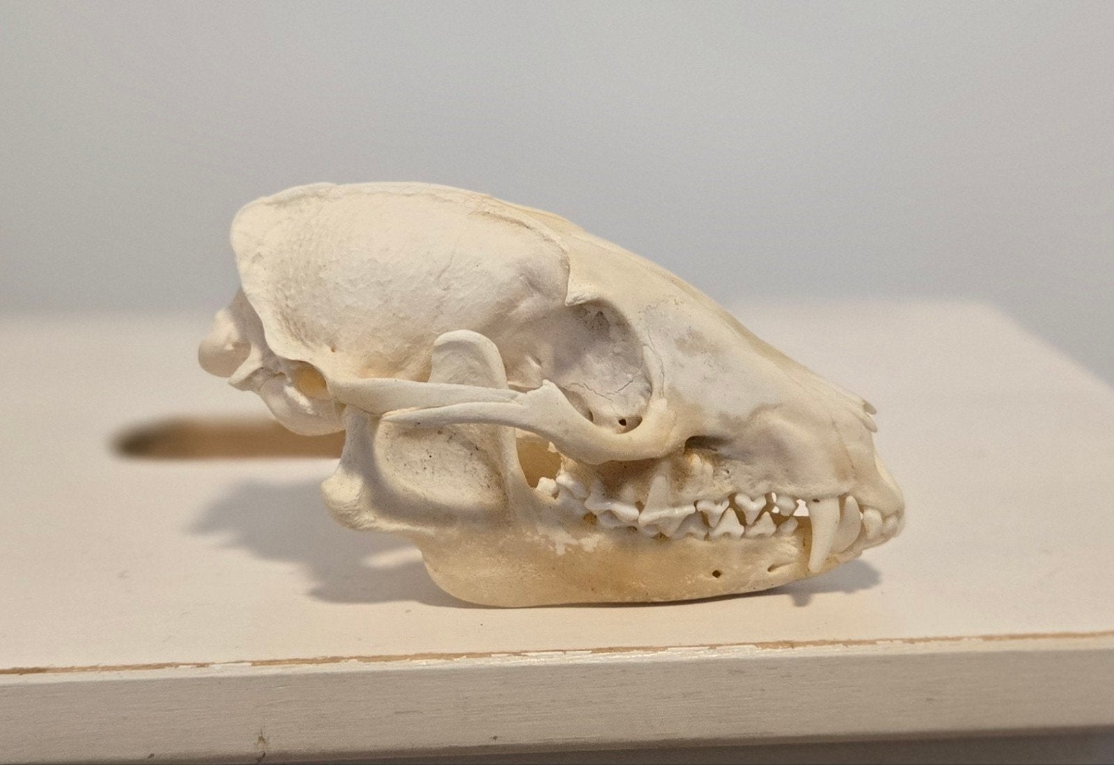 Echte schedel Wasbeerhond / Marterhond Taxidermie Skull, Ophalen of Verzenden, Nieuw, Wild dier, Schedel