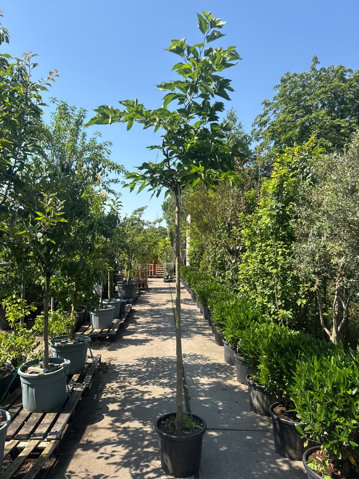 Moerbei | Morus alba Fruitless 2 voor €100,-, Overige soorten, Lente, 250 tot 400 cm, Ophalen