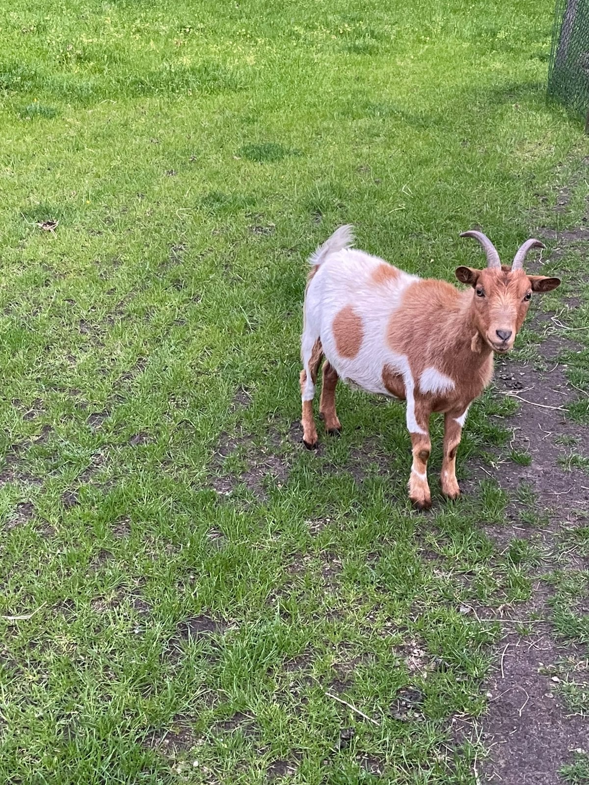 Dwerggeit uit 2024 tekoop., Dieren en Toebehoren, Vrouwelijk, Geit, 0 tot 2 jaar
