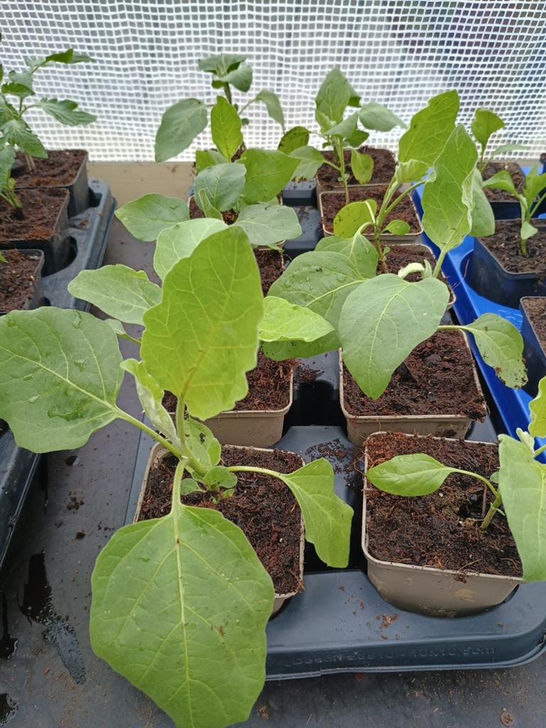 Te koop aubergine planten, Tuin en Terras, Planten | Tuinplanten, Ophalen, Overige soorten, Volle zon