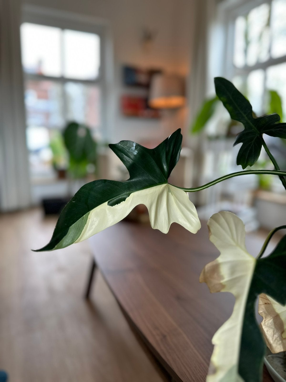Philodendron Golden dragon variegated STEKKEN, Ophalen of Verzenden, Overige soorten, Volle zon