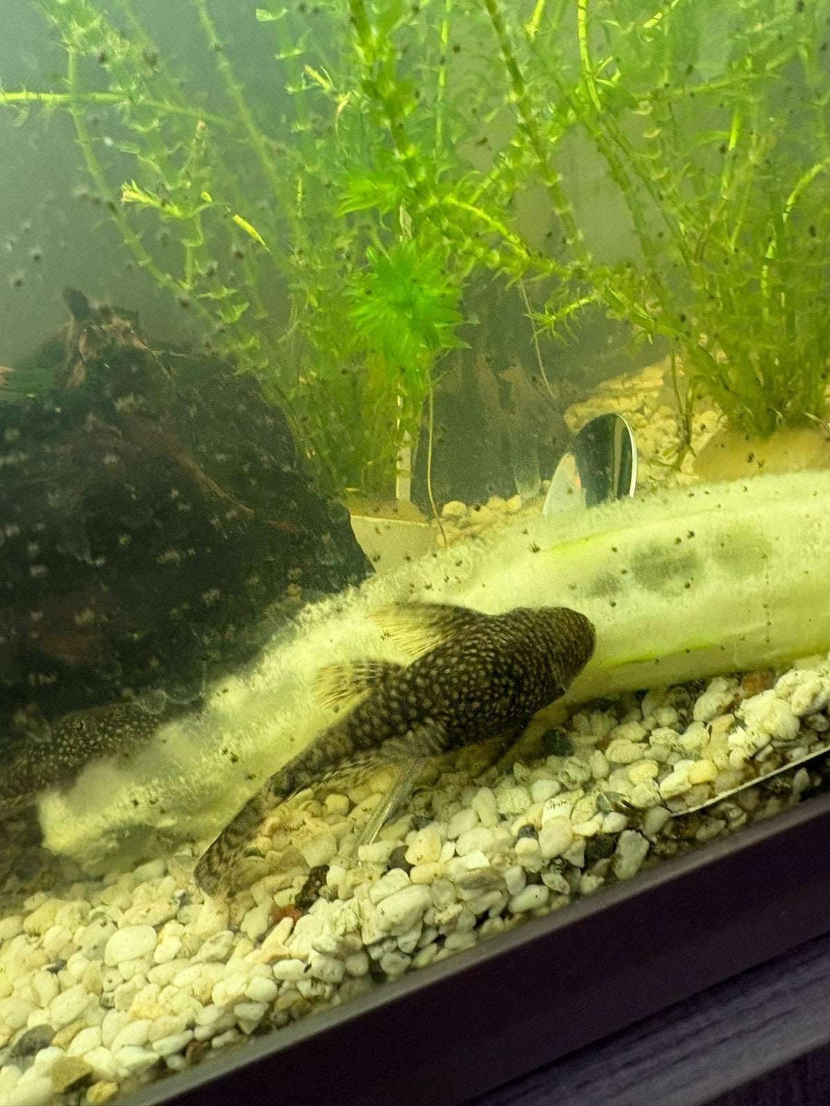 Algeneters borstelneus, Dieren en Toebehoren, Vissen | Aquariumvissen, Vis