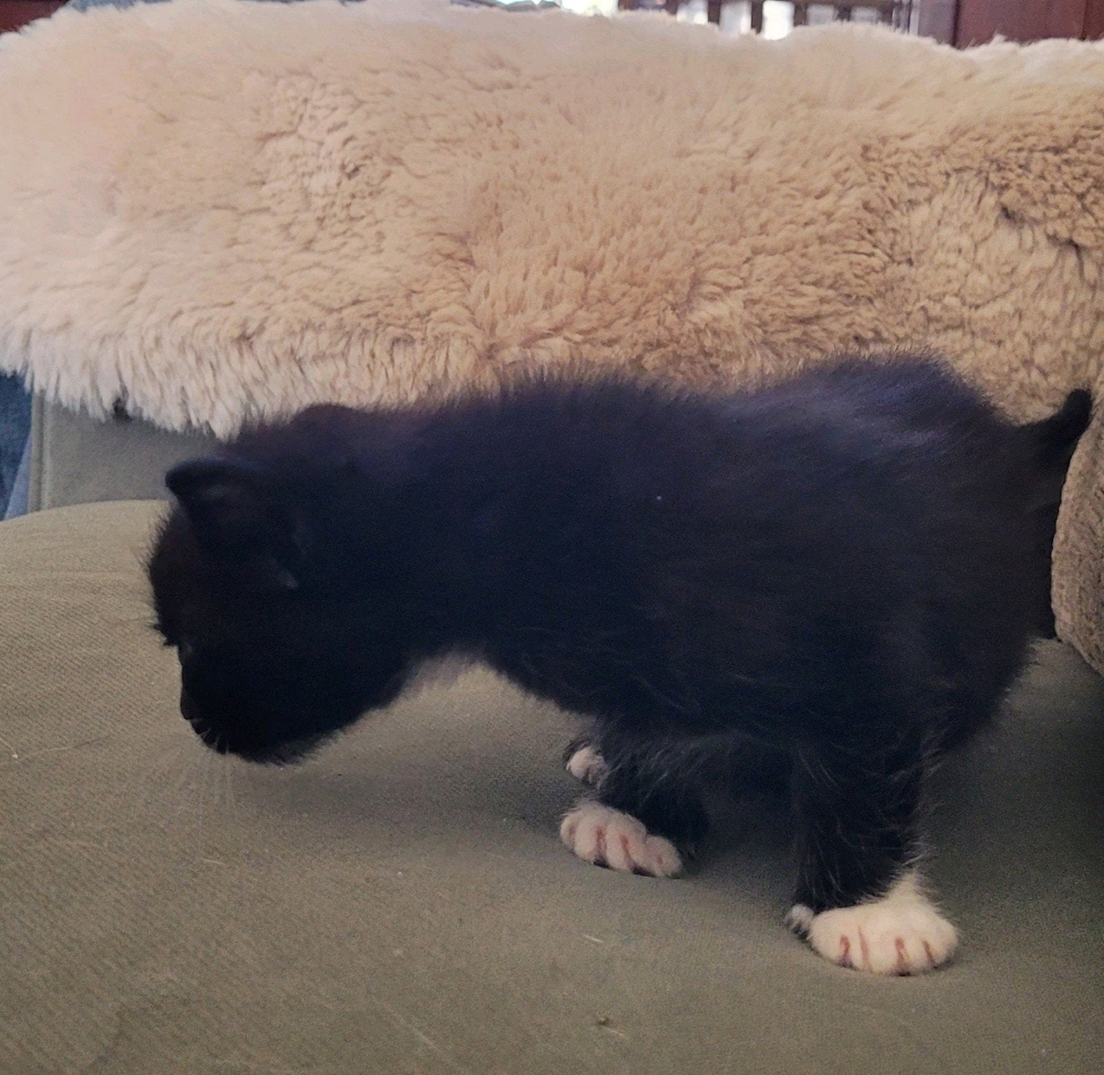Maine coon kittens, Dieren en Toebehoren, Katten en Kittens | Raskatten | Langhaar, Meerdere dieren, Gechipt
