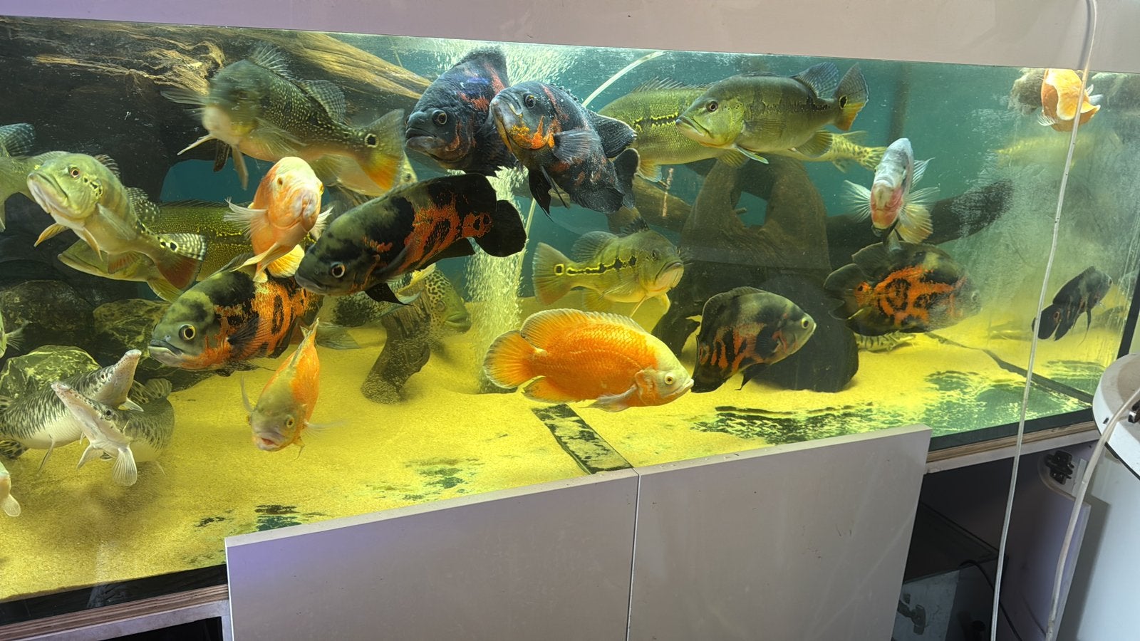7 zwarte Oscars, Dieren en Toebehoren, Vissen | Aquariumvissen, Vis