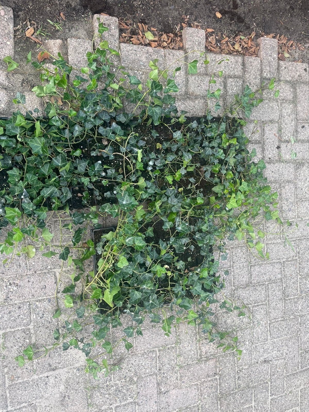 Klimop (Hedera) - Jonge plantjes voor tuin of balkon, Ophalen, Vaste plant, Bloeit niet, Halfschaduw