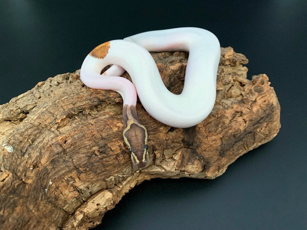1.0 GHI yellow belly piebald python regius, Slang, 0 tot 2 jaar