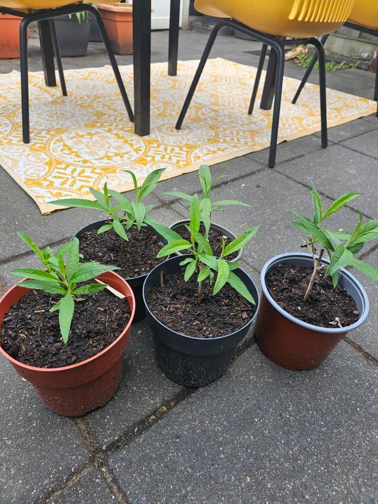 Wit bloeiende vlinderstruiken en meer 4.95 pst, Ophalen, Vaste plant, Overige soorten, Volle zon