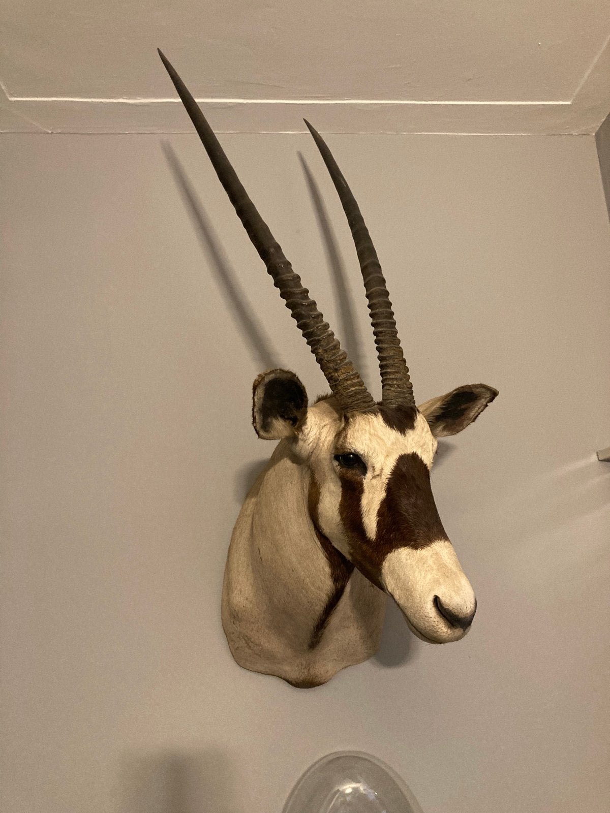 Opgezette Oryx Kop - Unieke Wanddecoratie, Ophalen of Verzenden, Gebruikt