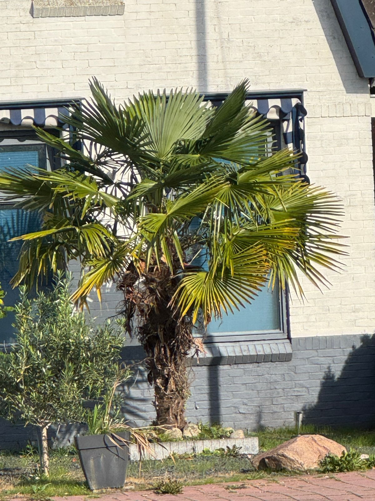 Grote Chinese Waaierpalm (Trachycarpus fortunei), Ophalen of Verzenden, Vaste plant, Overige soorten