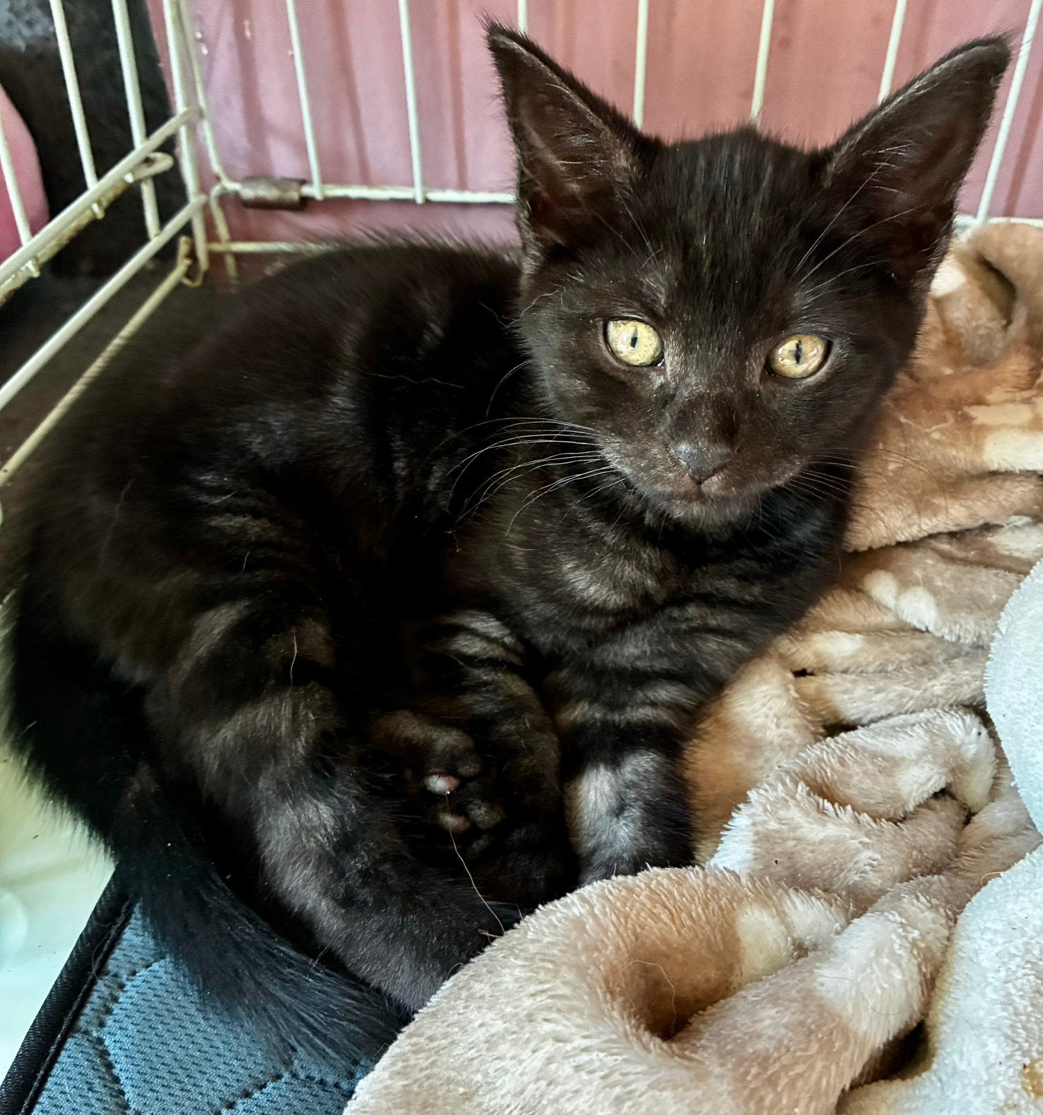 Maine coon mix kittens, Dieren en Toebehoren, Katten en Kittens | Raskatten | Langhaar, Meerdere dieren, 0 tot 2 jaar, Ontwormd