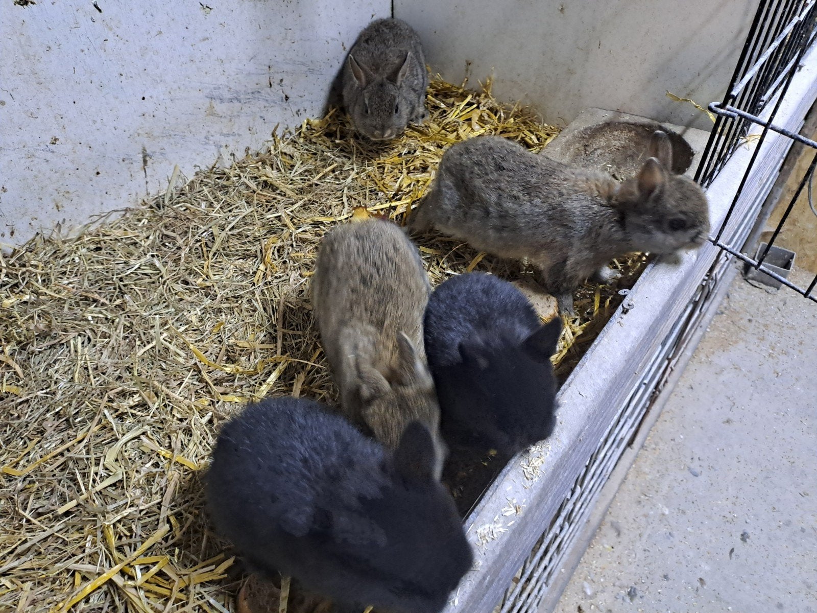 Jonge kleur dwergjes, Dieren en Toebehoren, Konijnen, Meerdere dieren, Dwerg, 0 tot 2 jaar