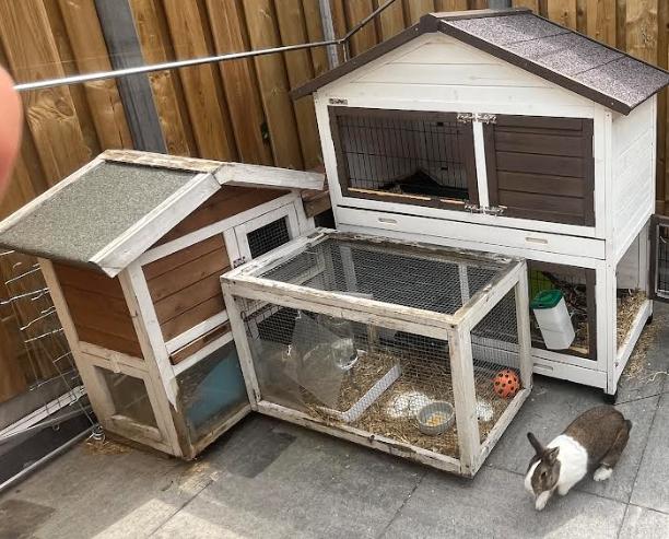 2 konijnen en konijnen huisjes gratis, Meerdere dieren