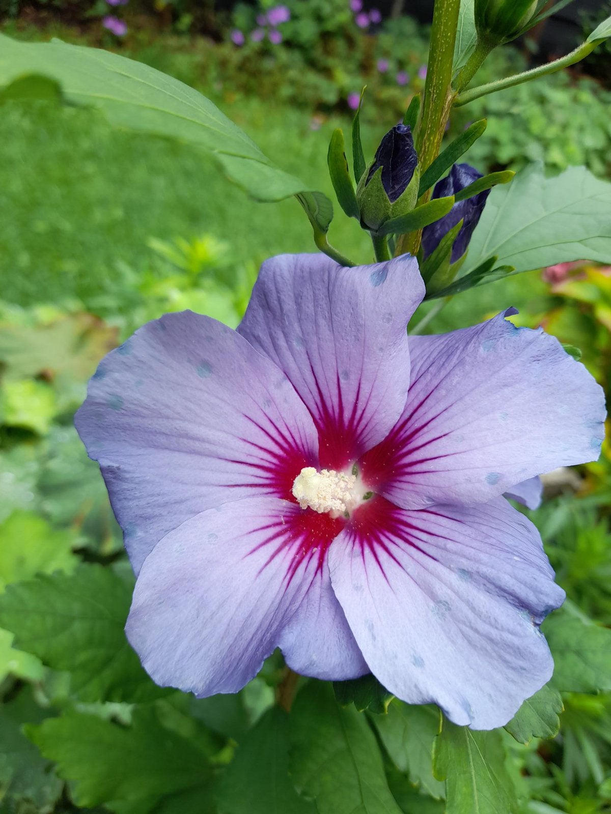 Hibiscus-stekken, Ophalen, Overige soorten, Halfschaduw