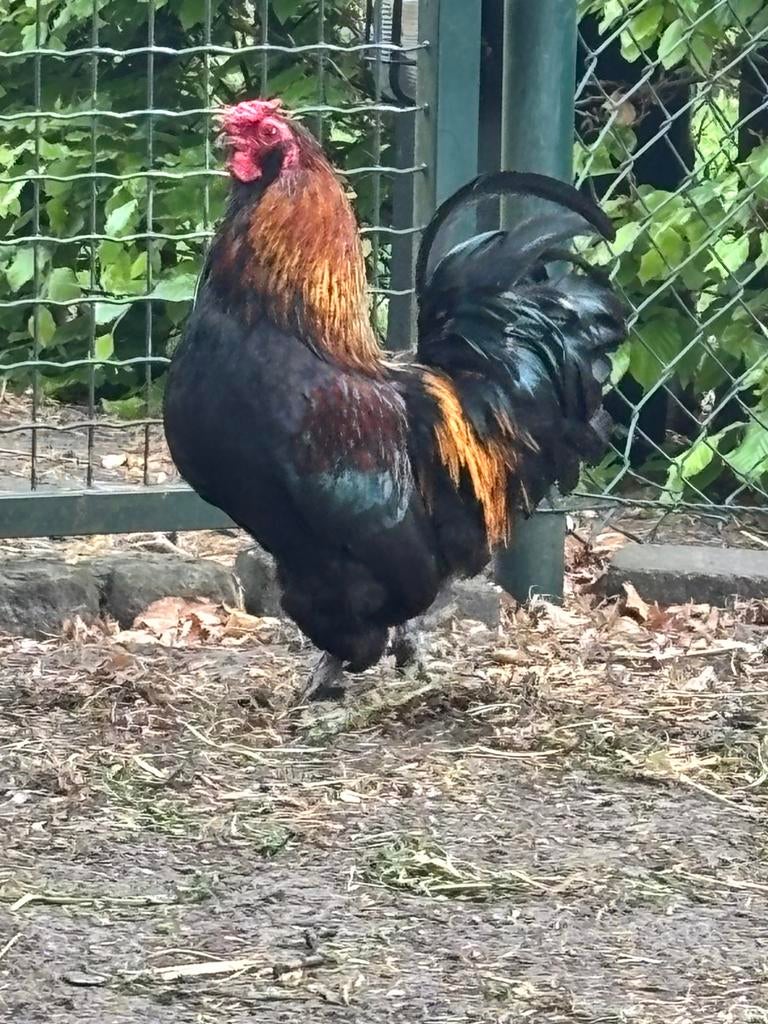 Haan, 2 jaar oud, Dieren en Toebehoren, Mannelijk, Kip