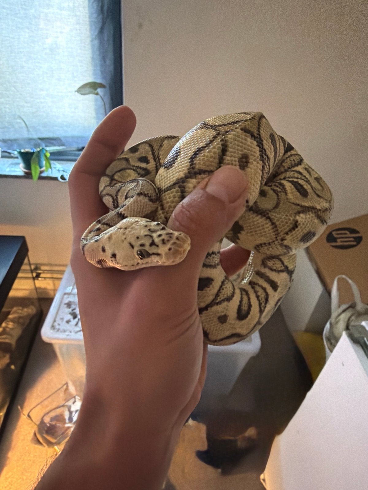 Python regius sfc Ball Python photo 2