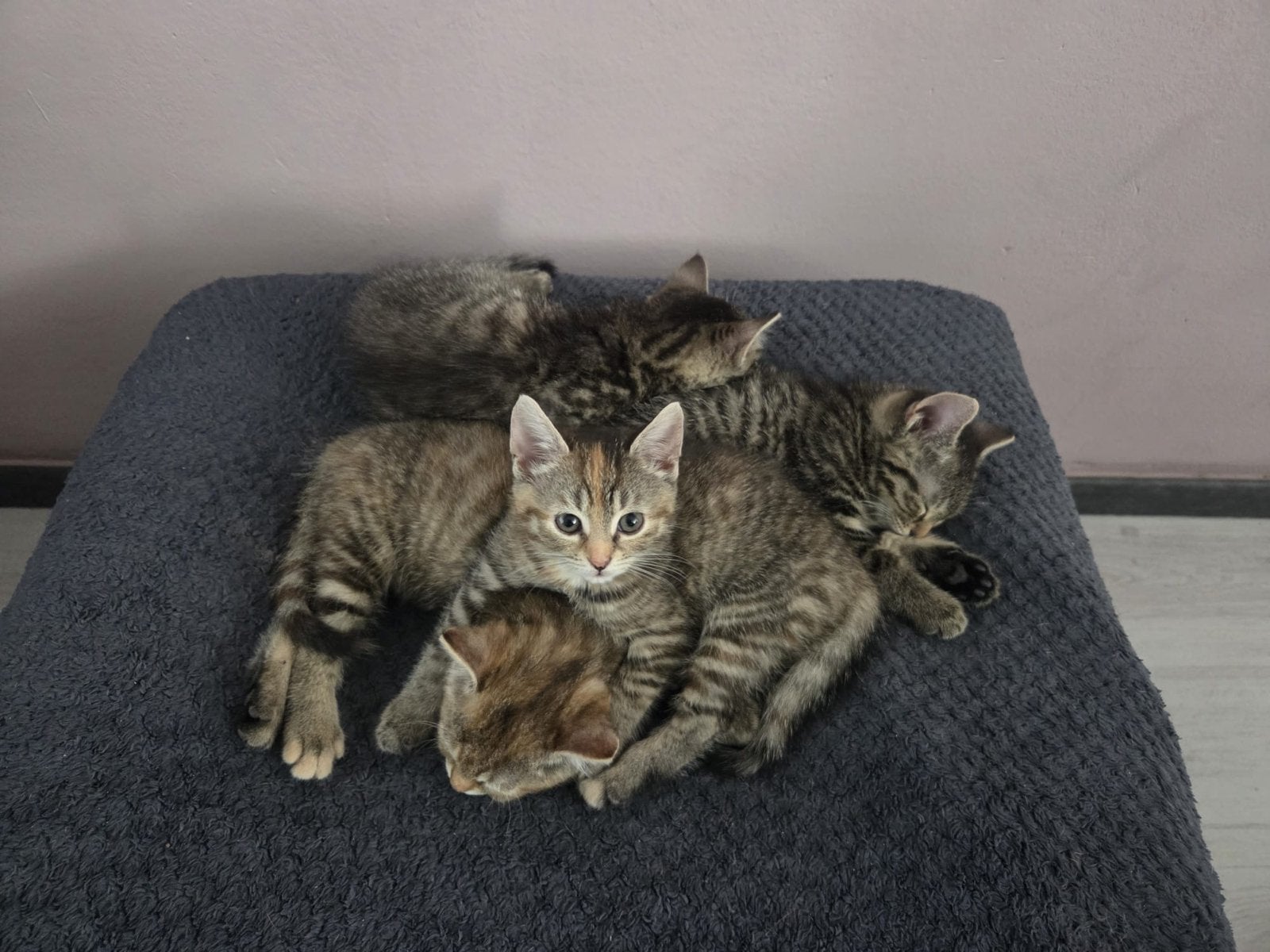 Kittens te koop!, Meerdere dieren, Kortharig, 0 tot 2 jaar