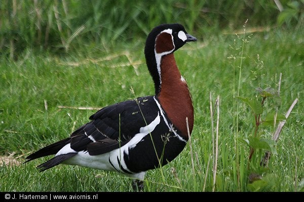 Eenden kweek 2026, Dieren en Toebehoren, Pluimvee, Meerdere dieren, Gans of Zwaan