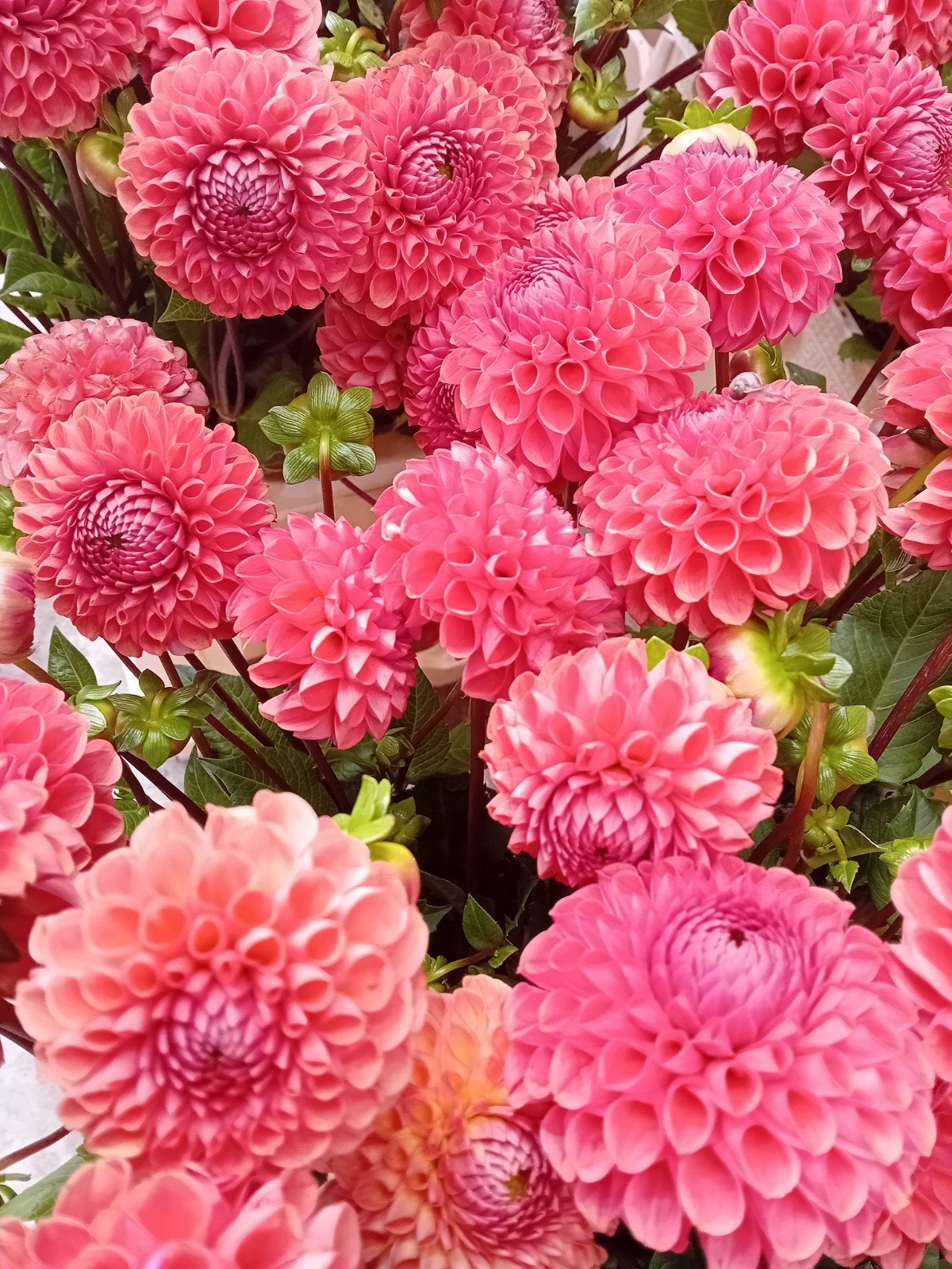 partij Dahlia knollen ' Cornel Brons', Ophalen, Volle zon, Knol