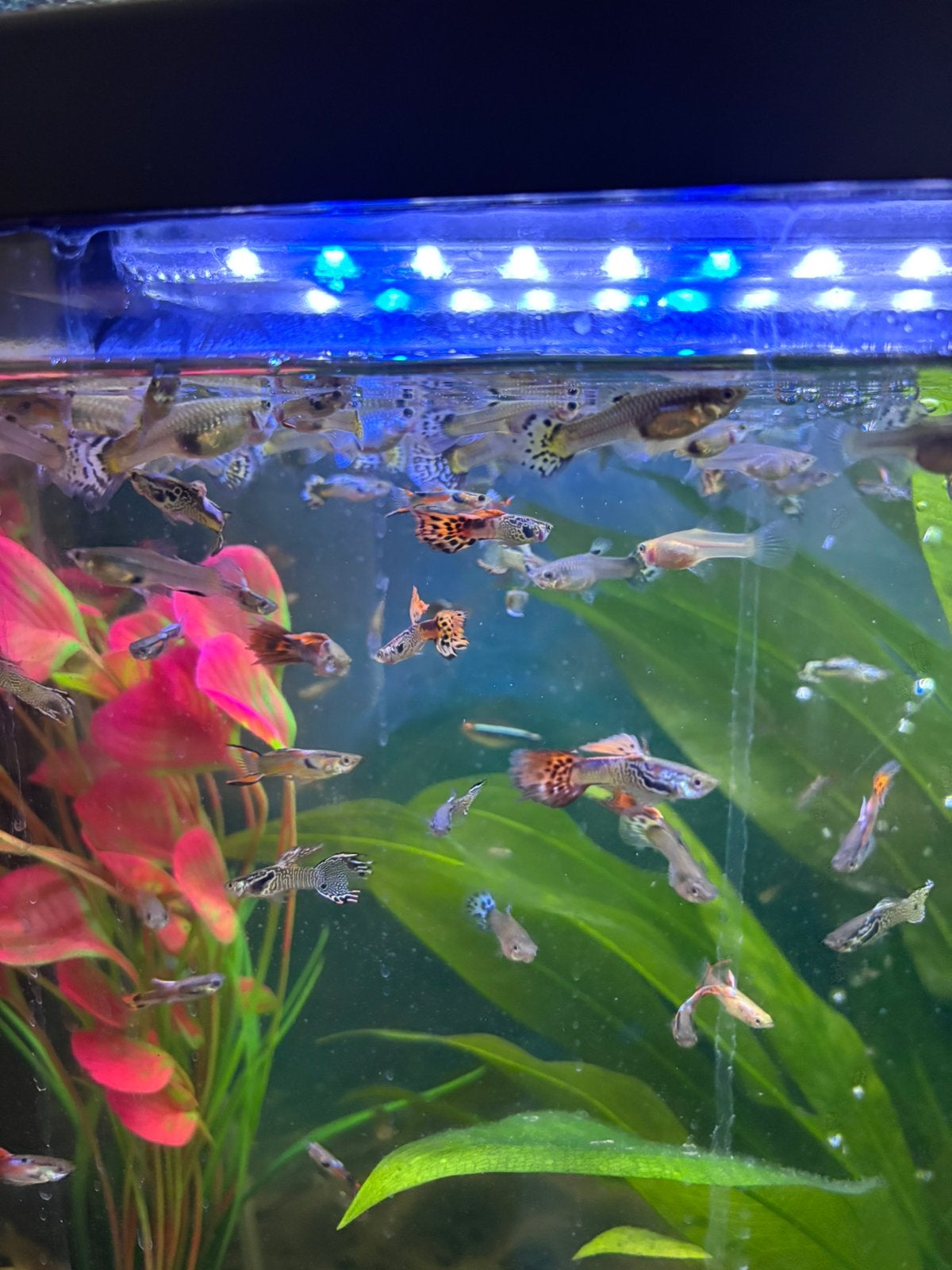Guppies, Vis
