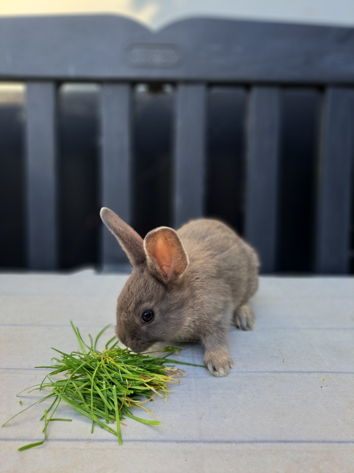 Jonge konijntjes,  Lotharinger, Meerdere dieren, Middelgroot, 0 tot 2 jaar