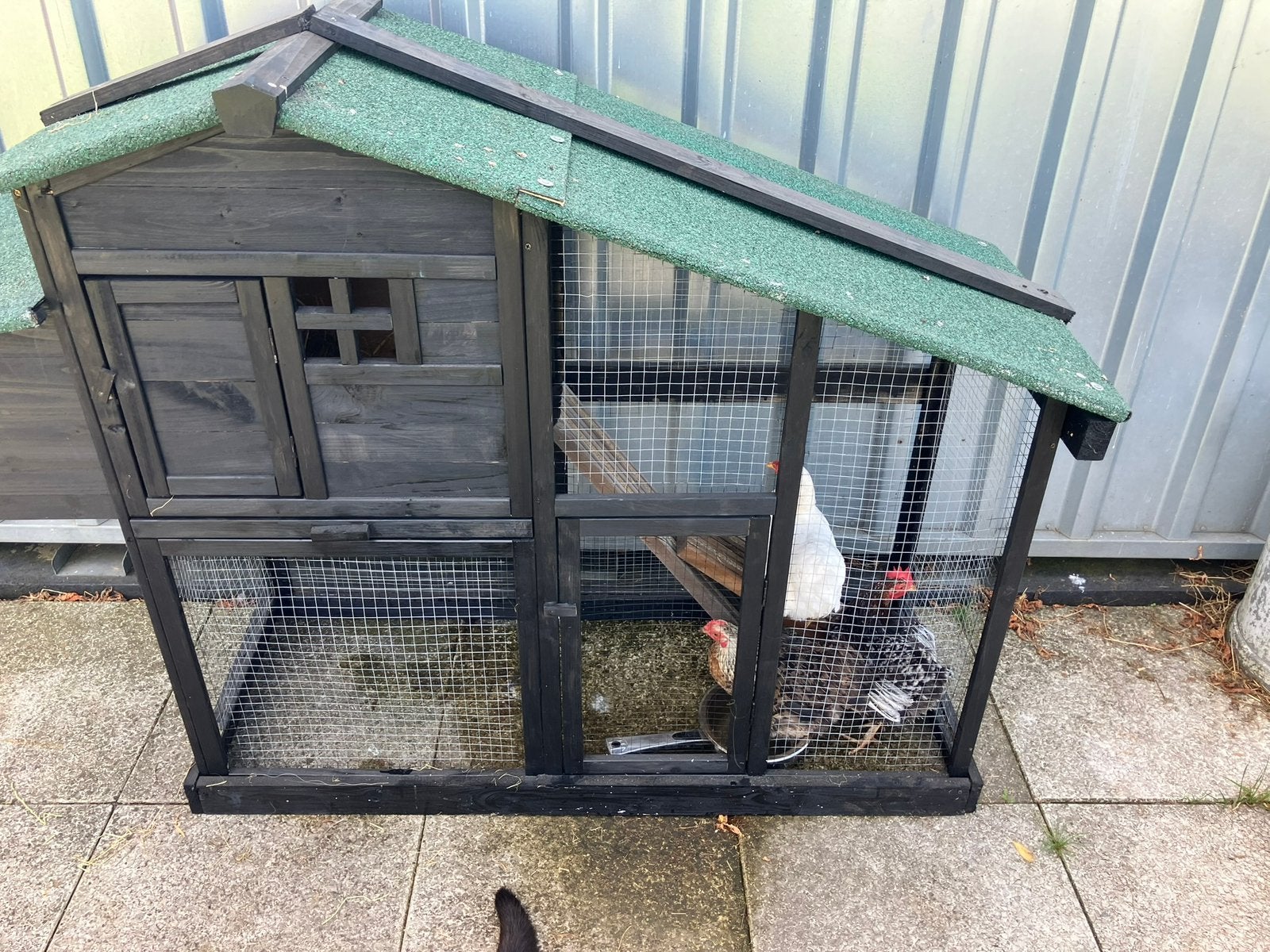 3x hen wyandotte, Dieren en Toebehoren, Pluimvee | Toebehoren, Ophalen, Zo goed als nieuw, Overige typen