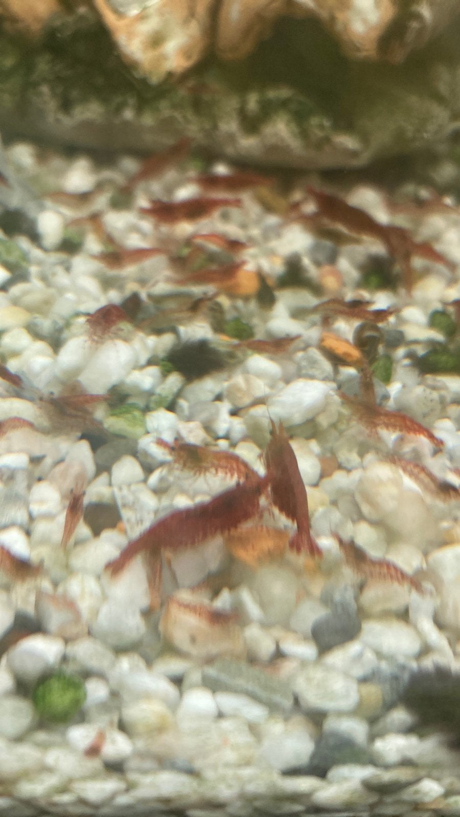 Garnaaltjes, Dieren en Toebehoren, Vissen | Aquariumvissen, Kreeft, Krab of Garnaal