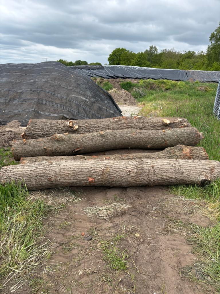 Eikenhouten stammen 3 meter lang, 30-50 cm dik, Ophalen, Gebruikt, Eiken, Overige typen