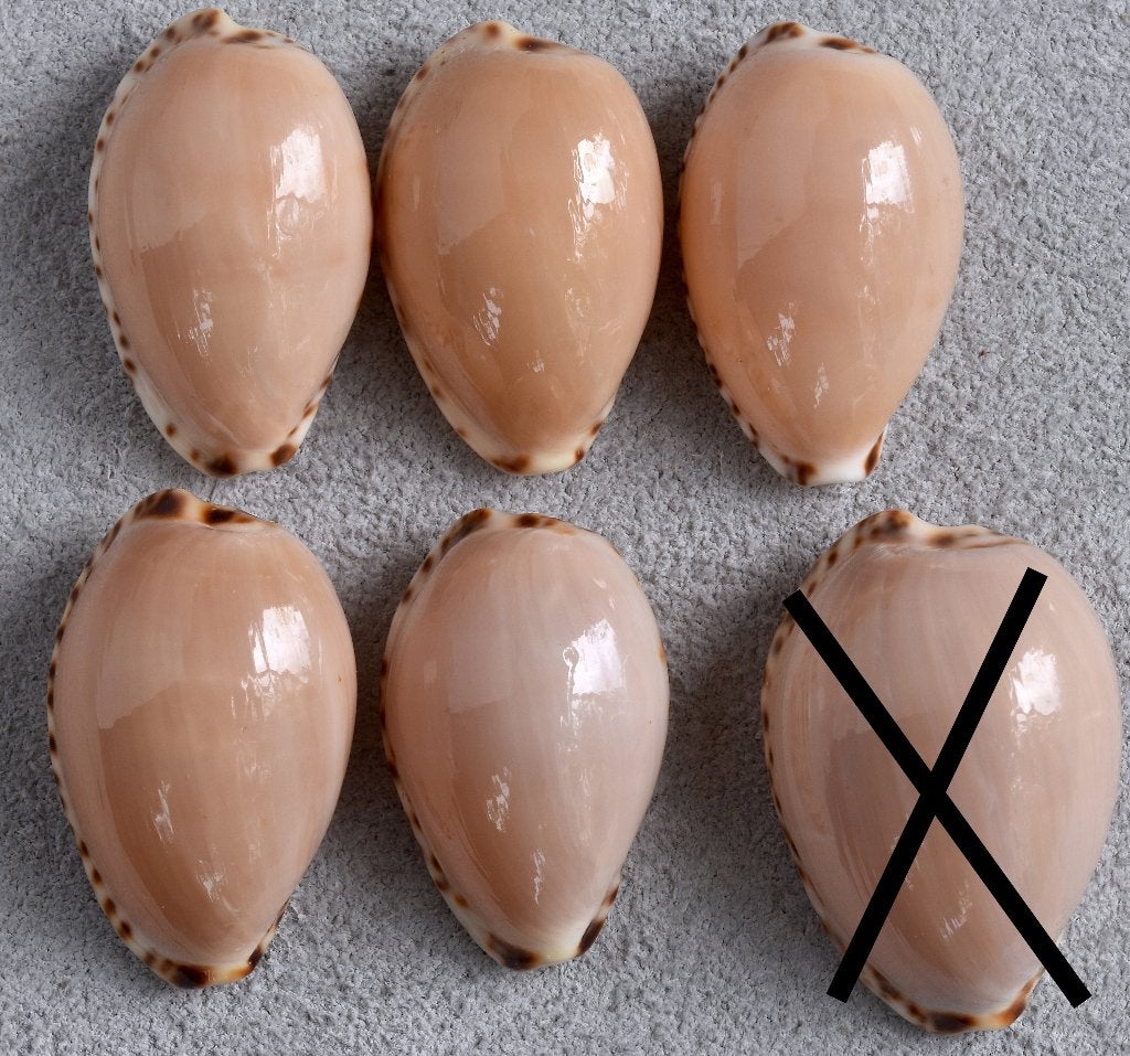 Schelpen: Cypraea angustata 23,8-26,5mm (F+++/Gem), Ophalen of Verzenden, Schelp(en)
