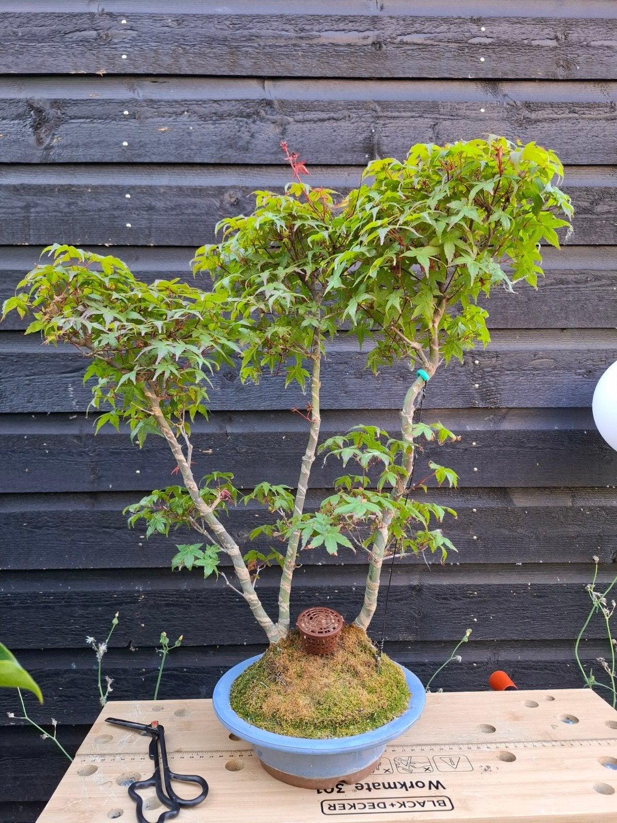Acer palmatum deshojo bonsai bosage, Tuin en Terras, Planten | Bomen, Ophalen, Bloeit niet, Halfschaduw, Overige soorten