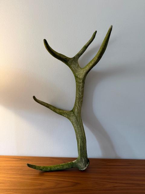 Herten gewei, gewei, edelhert, Verzamelen, Dierenverzamelingen, Ophalen of Verzenden, Hert, Gewei of Kop