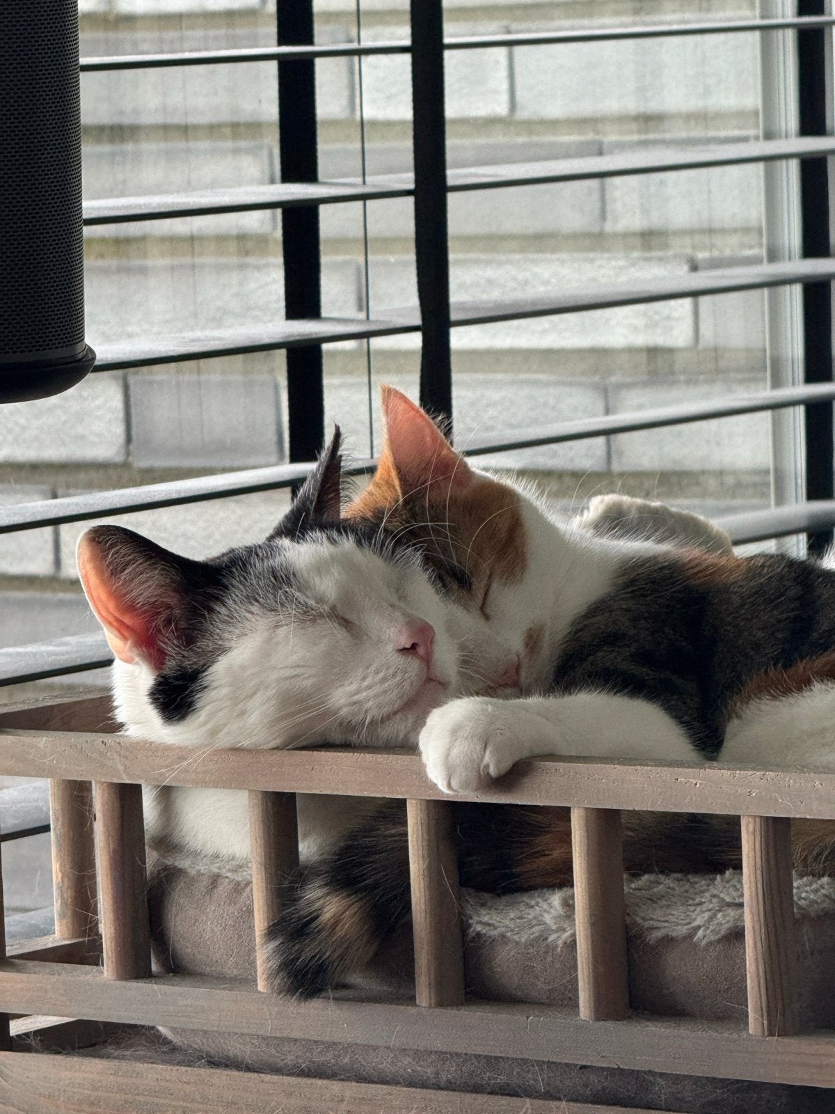 Twee hele lieve knuffel katten, gratis op te halen., Dieren en Toebehoren, Kater