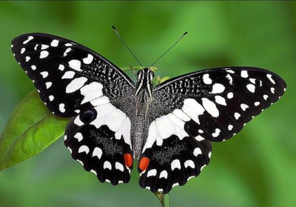 Papilio demoleus vlinderpop – tropische citrusvlinder, Dieren en Toebehoren, Vlinders of Rupsen