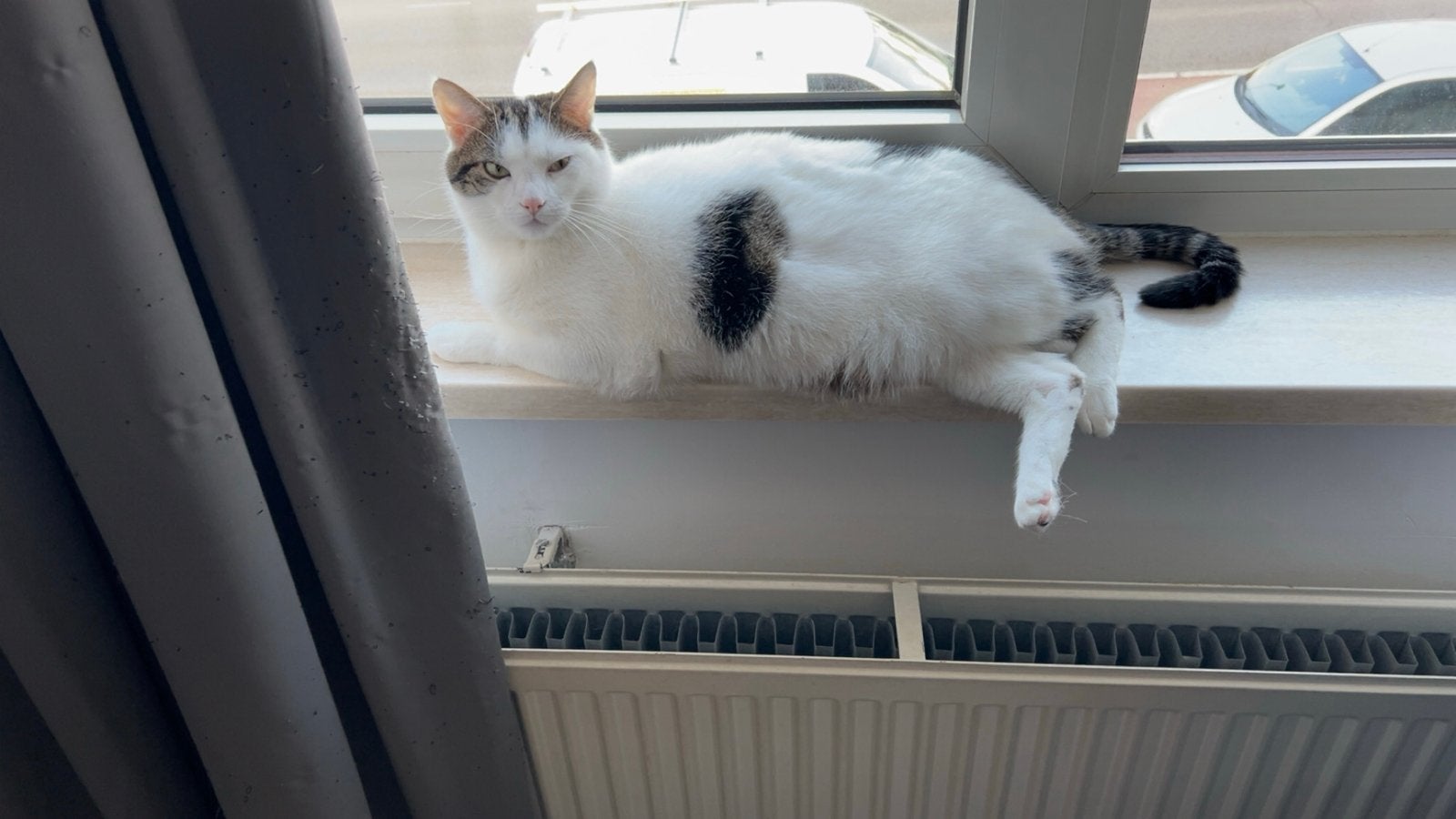Katten, Meerdere dieren