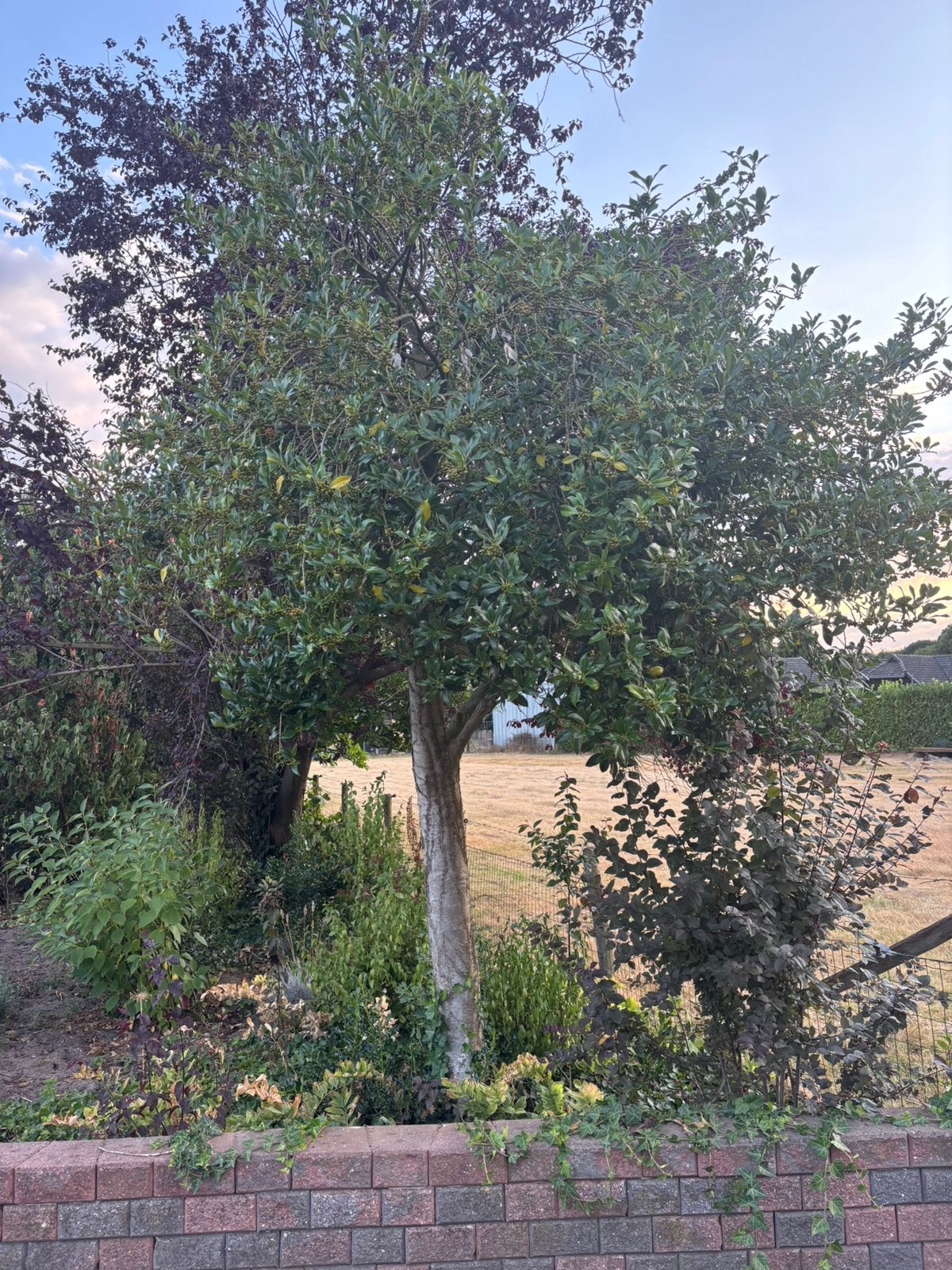 Groenblijvende boom, Tuin en Terras, Planten | Bomen, Halfschaduw, 250 tot 400 cm, Zomer, Ophalen