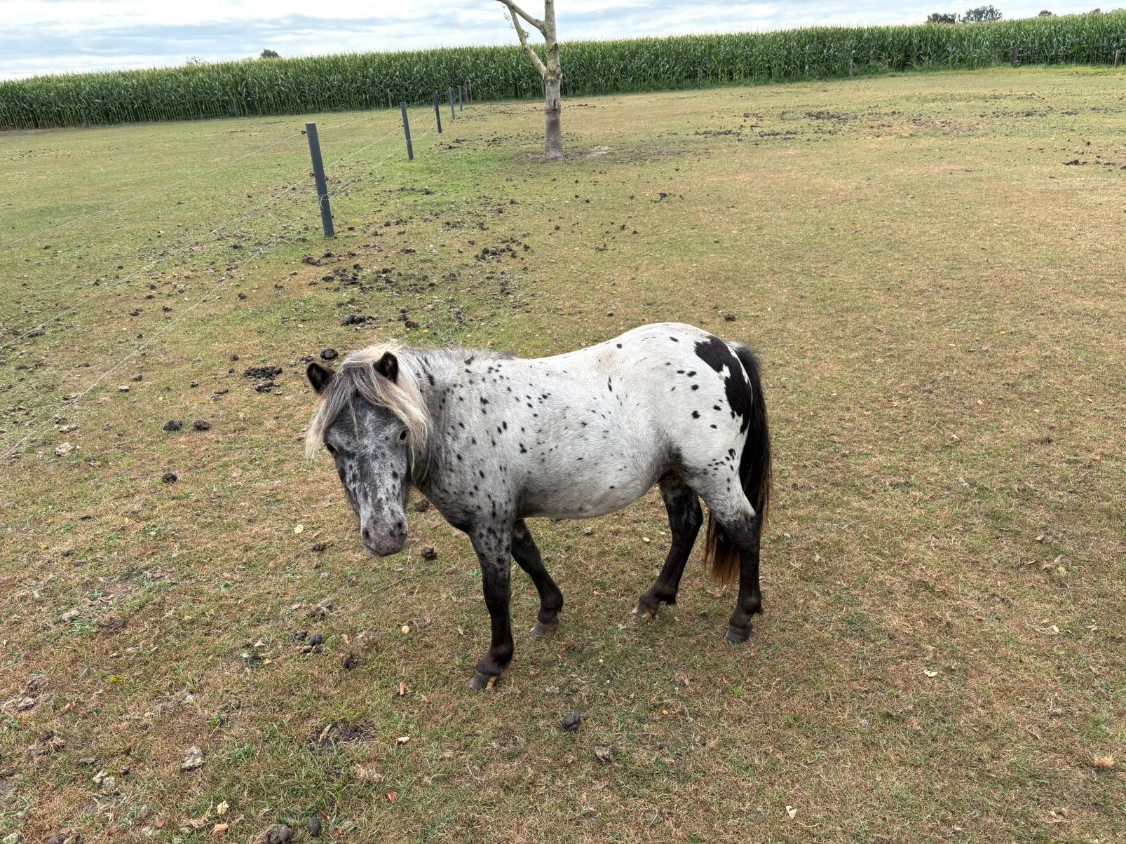 Te koop pony’s, Dieren en Toebehoren, Paarden en Pony's | Dekhengsten en Fokmerries, Meerdere dieren