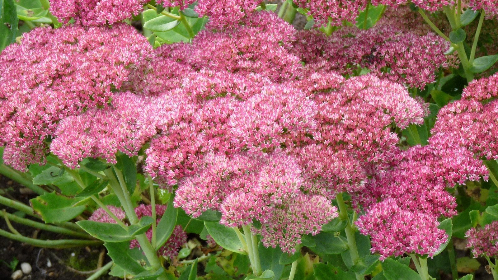 12x sedum Herbstfreude, Hemelsleutel, p9 pot, Ophalen, Vaste plant, Overige soorten, Volle zon
