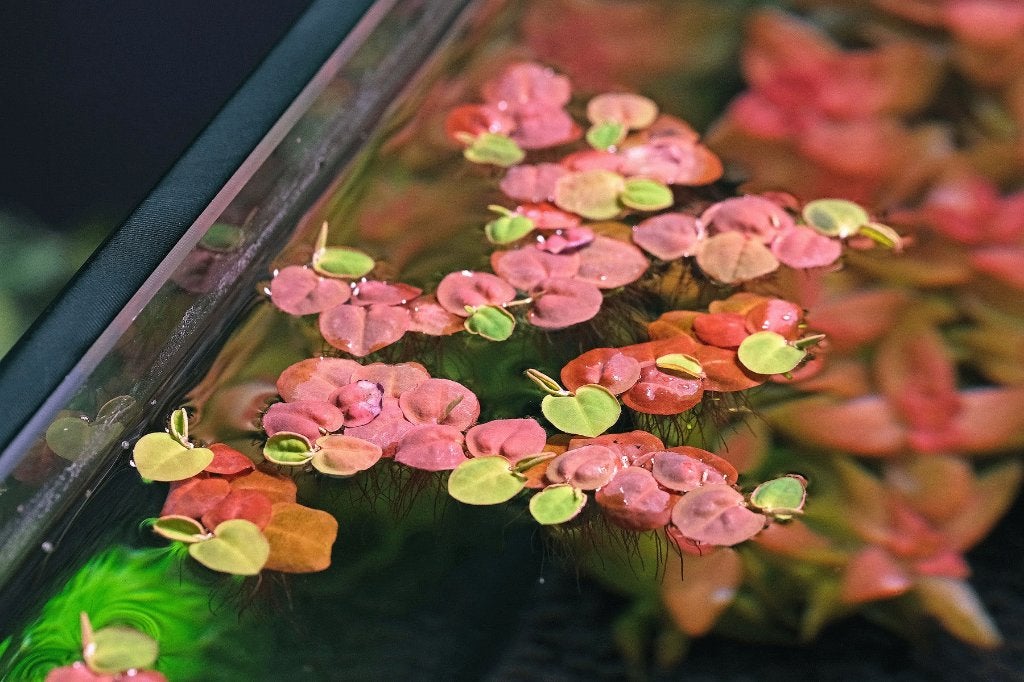 Red Root Floaters – rode drijfplanten - Phyllanthus fluitans, Ophalen, Nieuw, Plant(en), Steen of Hout, Overige merken