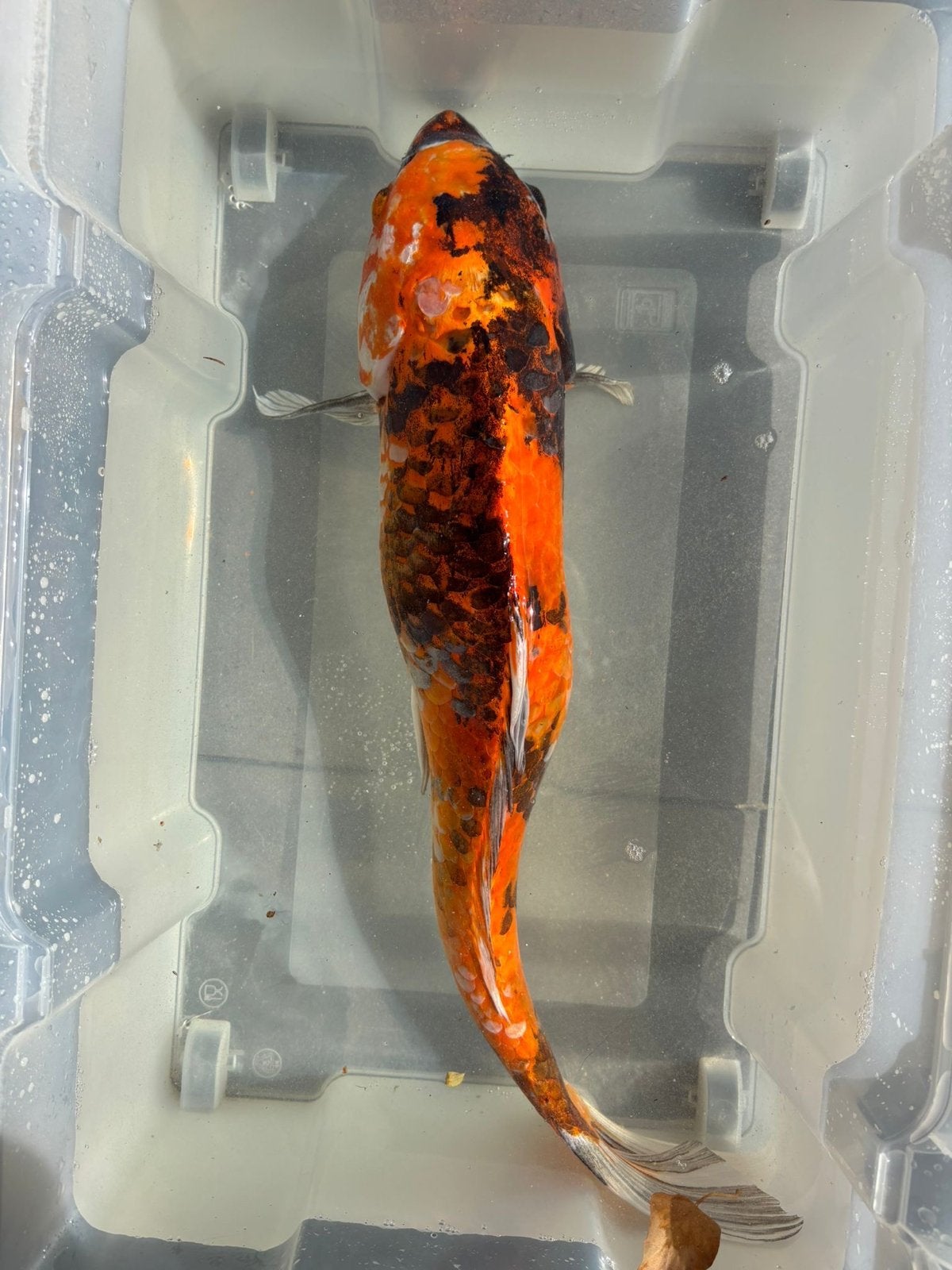 Koi karper, Karper of Koi
