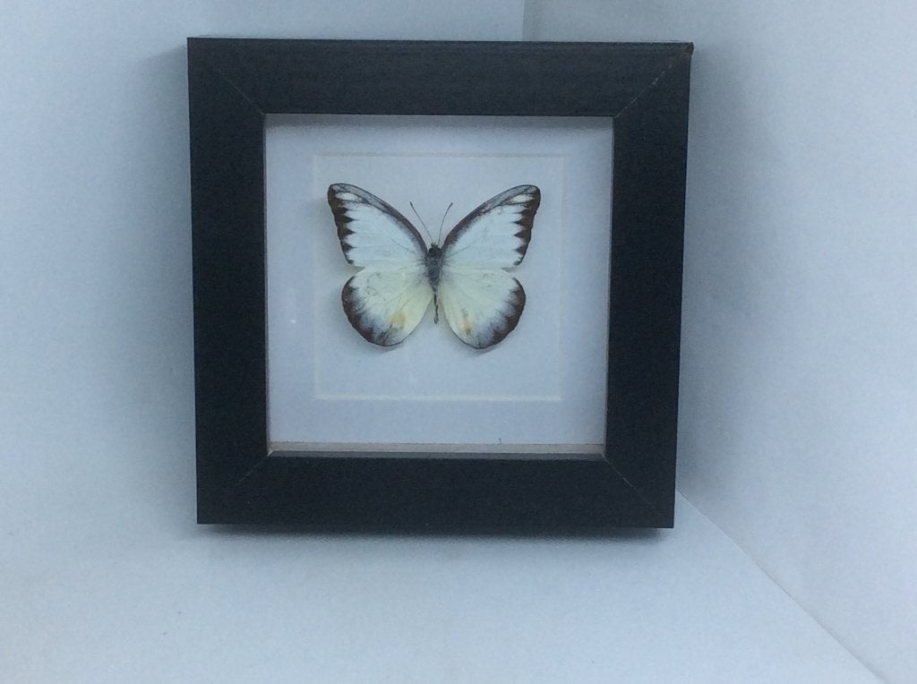 vlinder Appias Lyncida, Ophalen of Verzenden, Nieuw, Insect, Opgezet dier