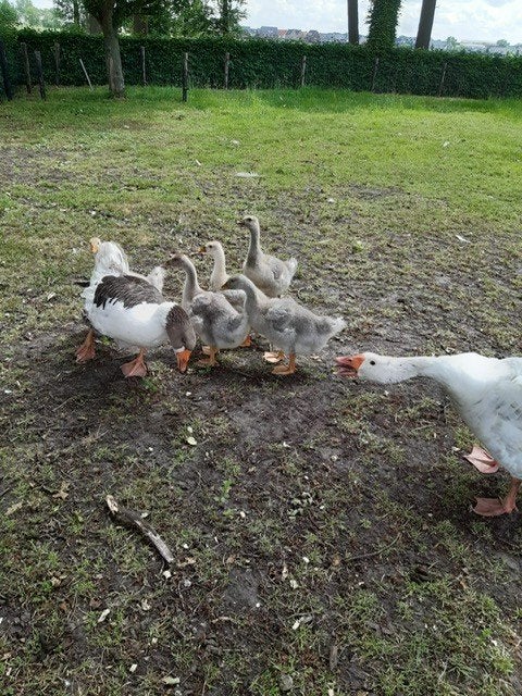 jonge ganzen, Dieren en Toebehoren, Meerdere dieren, Gans of Zwaan