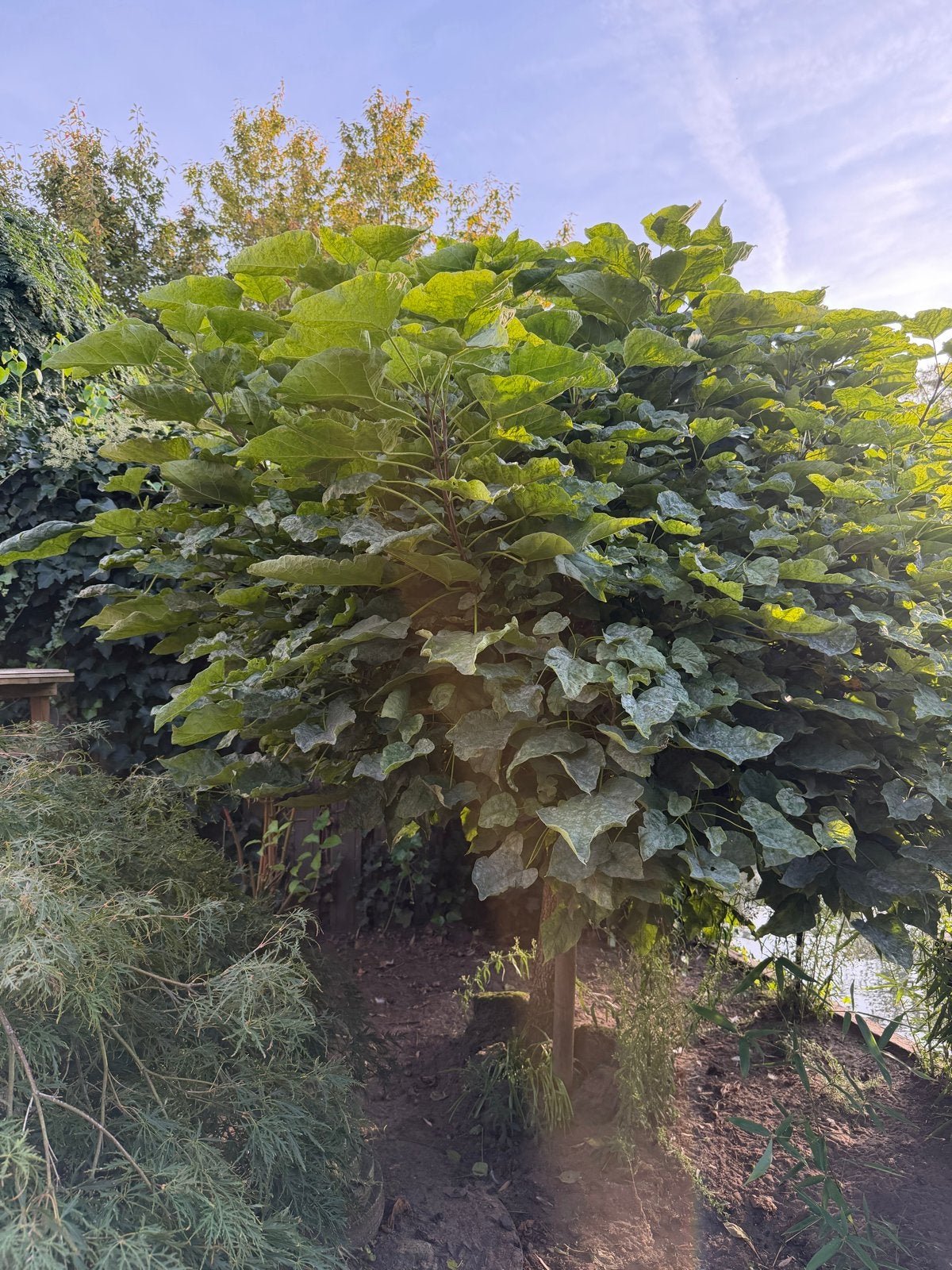 Gratis volwassen bolcatalpa – zelf uitgraven – Oss, Ophalen of Verzenden, 250 tot 400 cm, Zomer, Volle zon