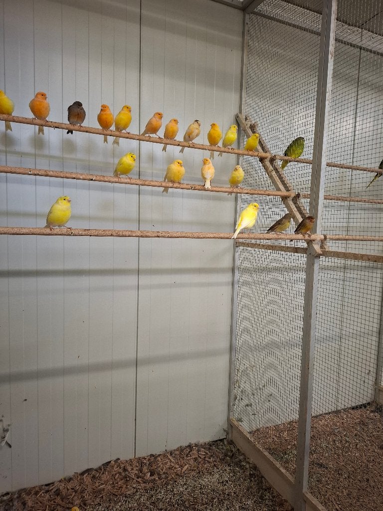 Kanaries in diverse kleuren, Meerdere dieren, Kleurkanarie
