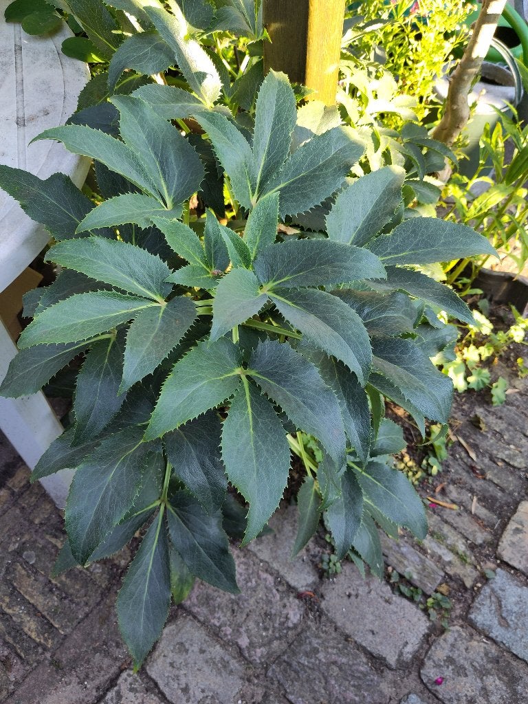 helleborus lividus Aiton ofwel nieskruid, Vaste plant, Halfschaduw, Lente, Ophalen