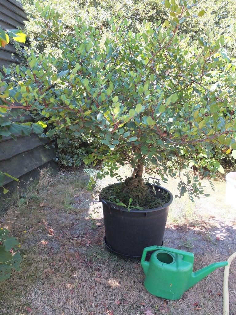 Carobboom/Johannisbroodboom/terrasplant, Ophalen, Vaste plant, Overige soorten, Volle zon