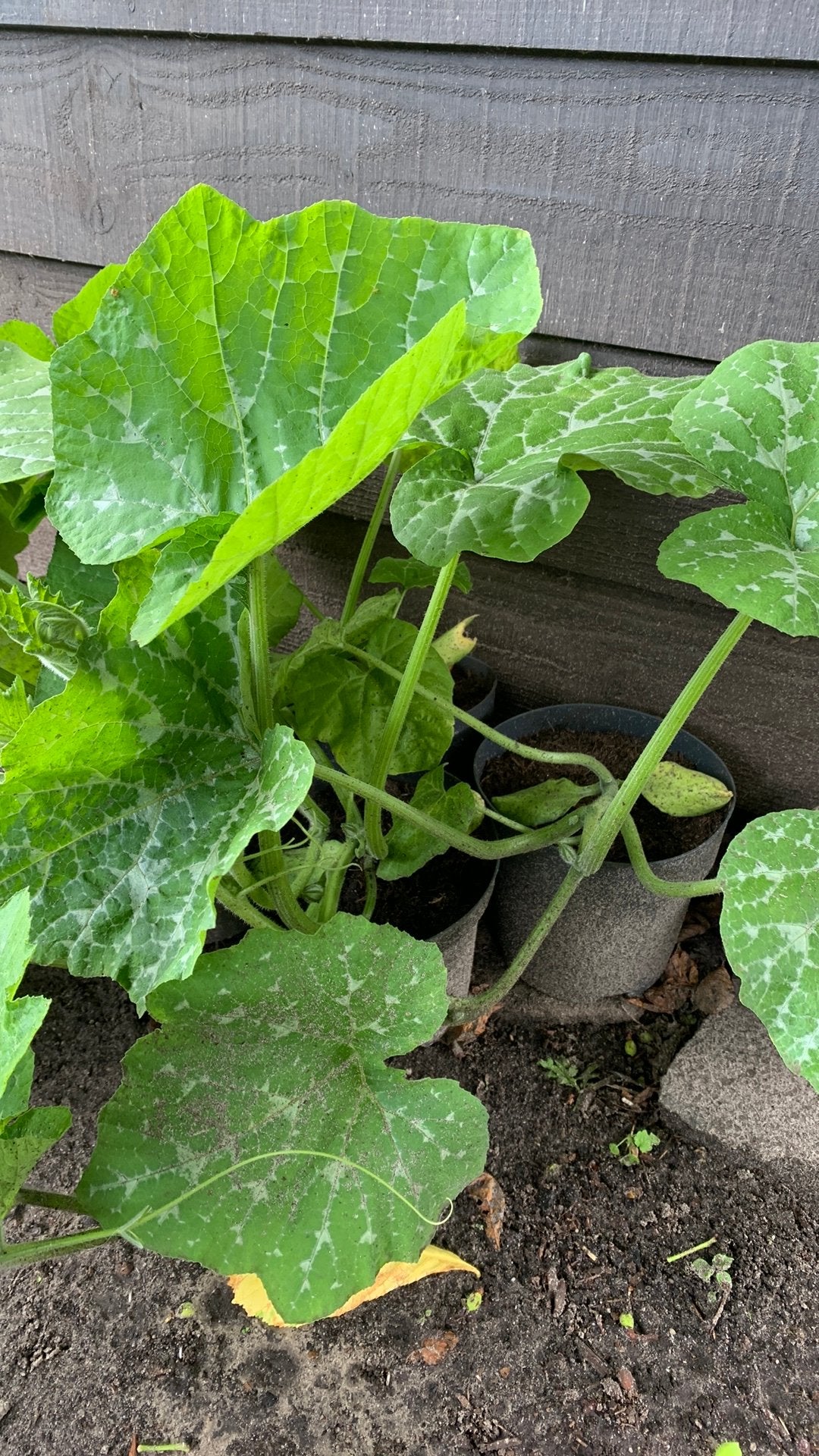 Pompoen planten, Ophalen, Volle zon, Groenteplanten, Eenjarig