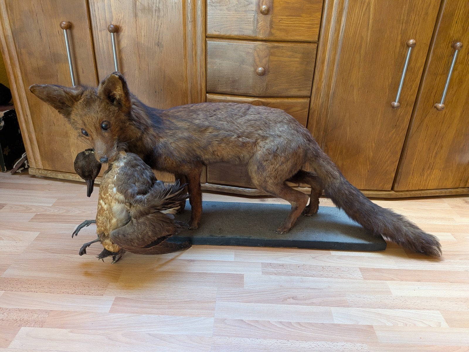opgezette vos met wilde eend taxidermie, Ophalen, Gebruikt, Opgezet dier