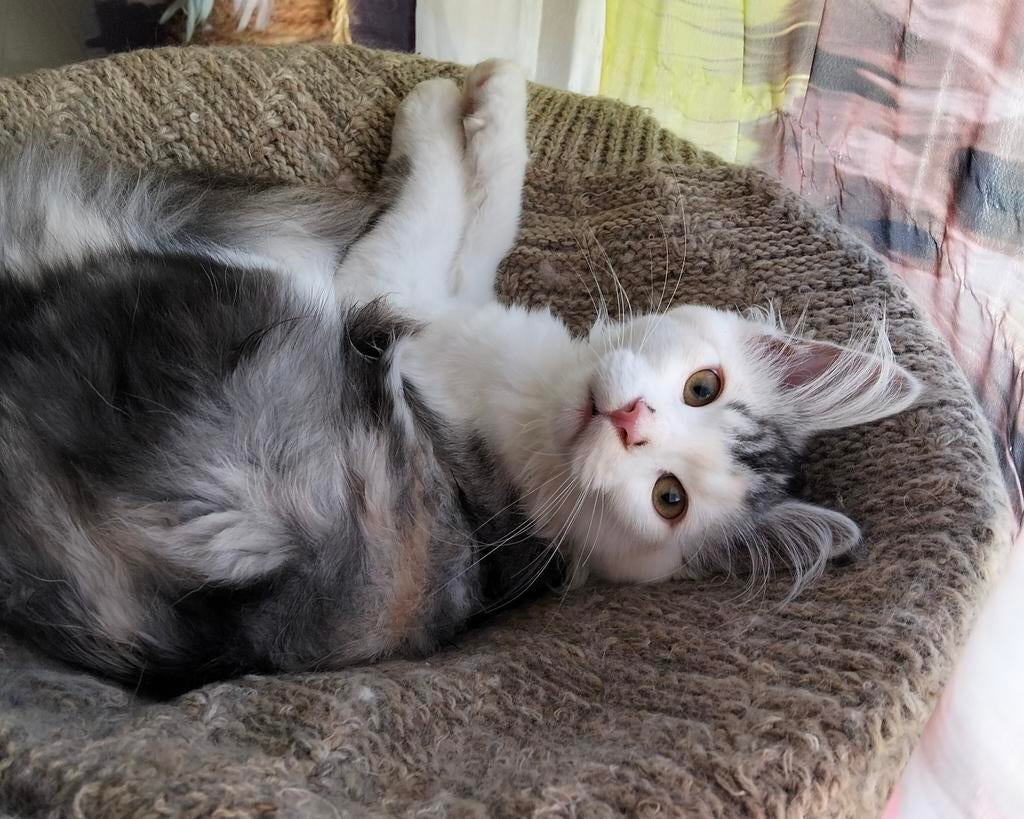 XL maine coon kittens, 2 poesjes, Poes, Gechipt, 0 tot 2 jaar