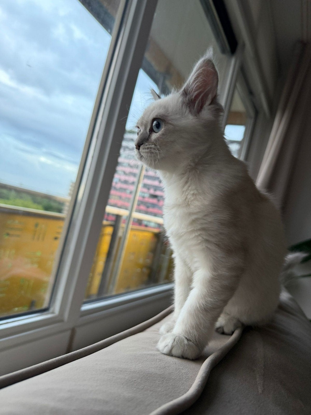 ​Kruising Ragdoll x Siberische Prachtige Kitten- Poesje, Dieren en Toebehoren, Poes, Ontwormd, 0 tot 2 jaar